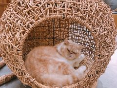 -飞行喵MR PILOT|猫舍·猫咖(静安大融城店)