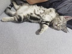 -中农国际动物医院24小时·猫科·骨科·急重症中心