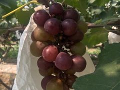 -马陆小张葡萄园农家乐