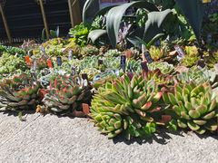 -崇圣寺三塔文化旅游区