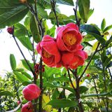 御花園位置就在正門入口右手邊