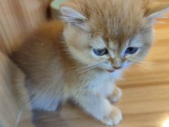 -猫十亿·布偶金渐层·曼基康矮脚猫舍(青年路店)
