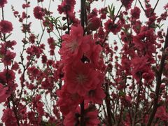 -南国桃园旅游度假区