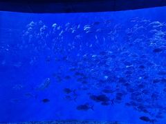 -哈尔滨波塞冬海底世界