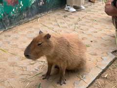 -西霞口神雕山野生动物世界