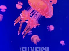 -上海海昌海洋公园