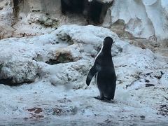 -帝企鹅自助餐厅•儿童岛•真企鹅(长隆企鹅酒店)