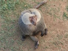 -西霞口神雕山野生动物世界