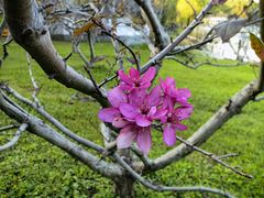 -上海共青森林公园