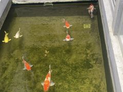 -鲤院·新中式美学·庭院餐厅(夫子庙店)