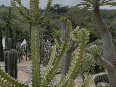 -深圳仙湖植物园