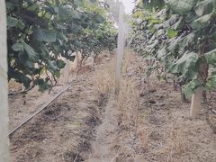 -马陆小张葡萄园农家乐