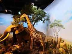 -陕西自然博物馆