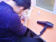 -喵百万·布偶·蓝金金渐层英短·猫舍(百子湾店)
