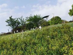 -铁山坪森林公园