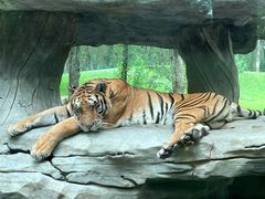 -北京野生动物园