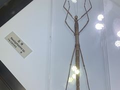 -上海昆虫博物馆