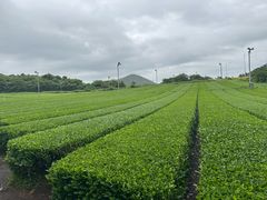 -雪绿茶博物馆
