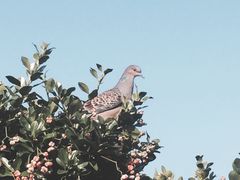 -龙头岩(Dragon Head Rock)