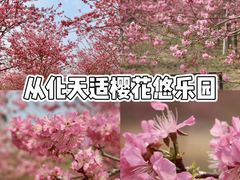 -天适樱花悠乐园