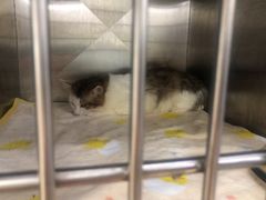 -创凡宠物医院·骨专科  猫科中心(西乡分院)
