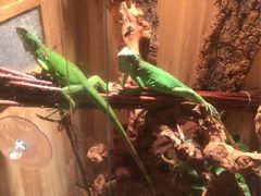 -Rabbit Cafe私房西餐甜点咖啡(栖霞路店)