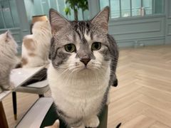 -安格丽娜·狗咖·猫咖羊驼咖(春熙路百盛商场店)