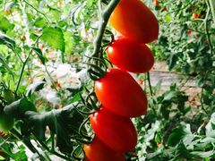 -万源龙顺度假庄园生态观光园