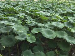 -成都美盈都市现代农业示范园