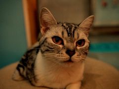 -BABIT巴比特宠物(MOMOPARK店)