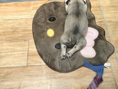 -狗道宠物(常熟印象城店)