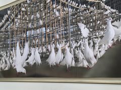 -皇鸽餐厅(龙塘店)