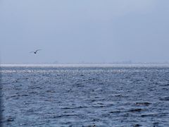 -洱海月湿地公园