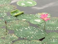 景点-承德避暑山庄景区