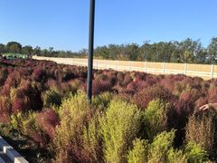 -天津东丽湖风景区