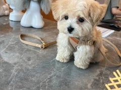 -萌宠之家·腊肠犬·马尔泰·小体犬舍