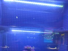 -蜀香三绝·牛蛙·烤鱼·天府炒鸡(安丘泰华店)