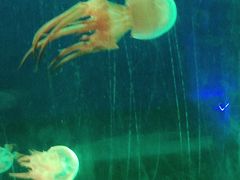 -北戴河圣蓝海洋公园