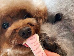 -Oh My Dog宠物沙龙(伊珊娜皮毛护理店)