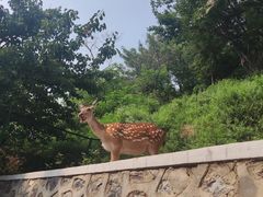 -大连森林动物园