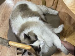 -白兔子密室(长寿路店)