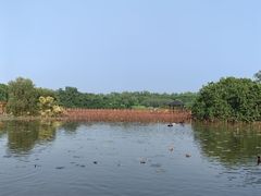 -大湾区中央湿地公园