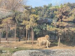 -五龙山野生动物王国