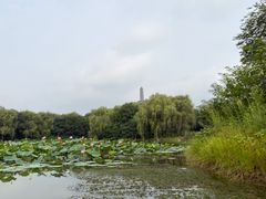 -北坞公园
