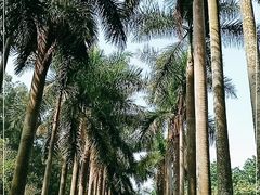-华南国家植物园-售票处
