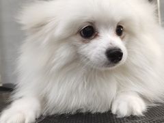 -宠福鑫康馨动物医院·骨科·眼科