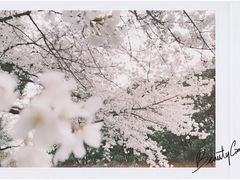 -武汉大学-樱园