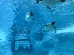 -珠海长隆海洋王国