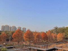 -五缘湾湿地公园