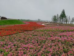 -长兴太湖图影湿地文化园